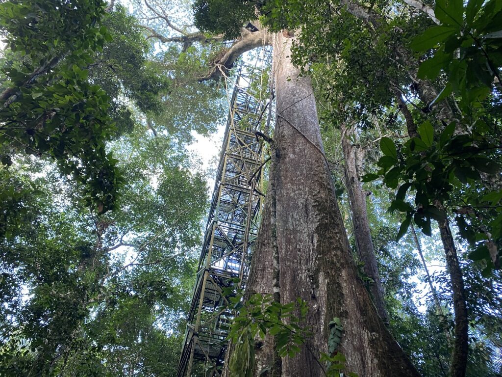 Ecuador Amazon Sani Lodge Canopy Tower