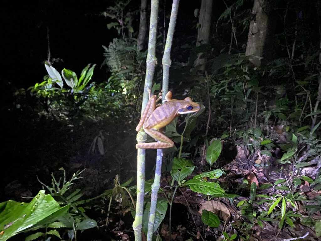 Ecuador Amazon Sani Lodge Night Hike