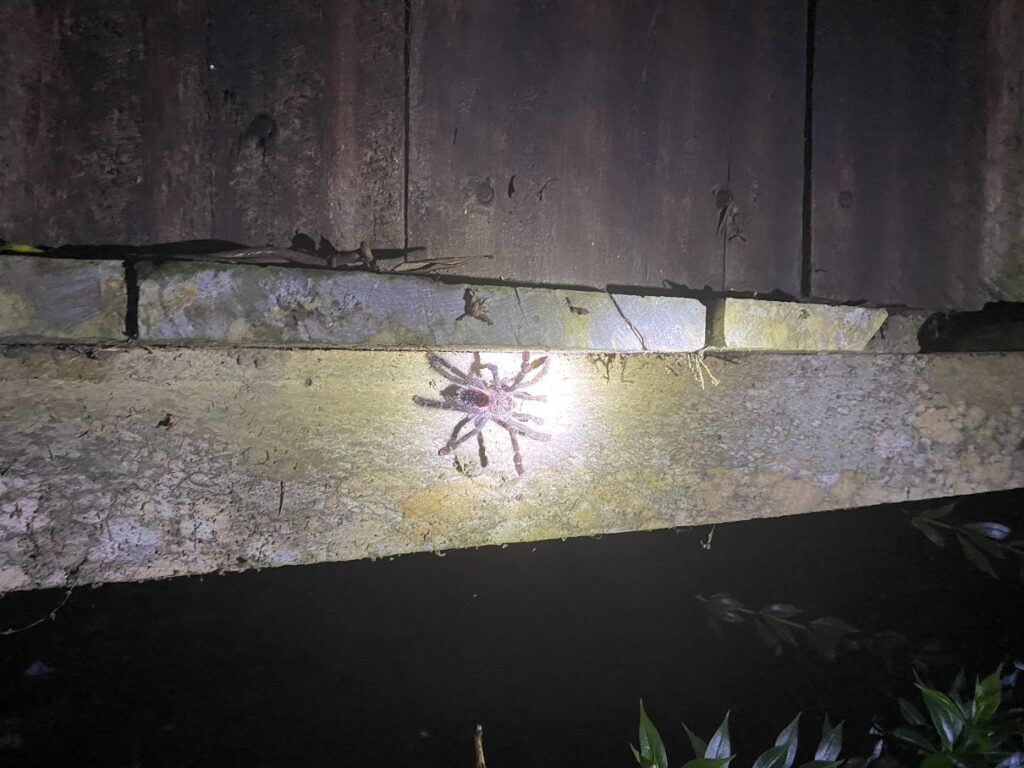 Ecuador Amazon Sani Lodge Night Hike