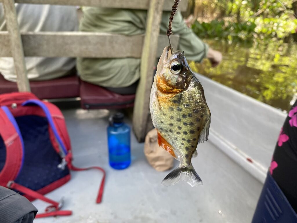 Ecuador Amazon Sani Lodge Piranha Fishing
