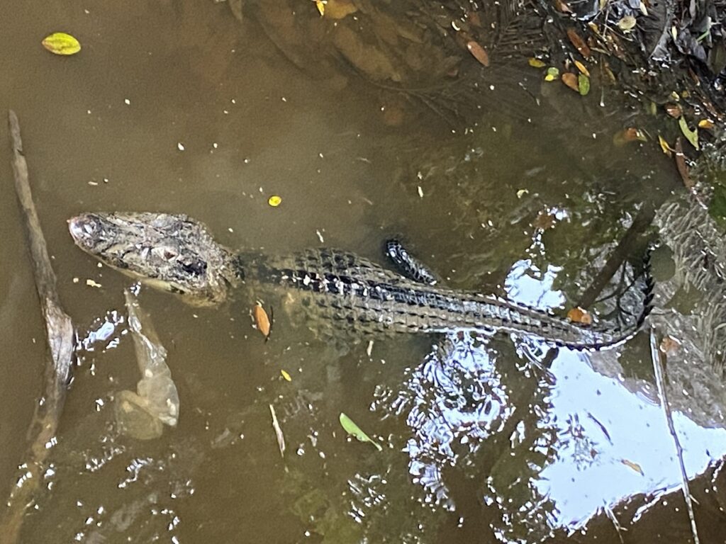 Sani Lodge Mama Lucy - Caiman