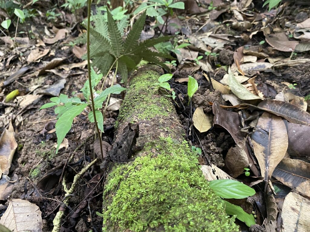 Yasuni National Park