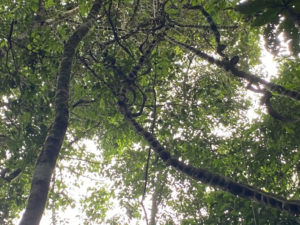 Yasuni National Park