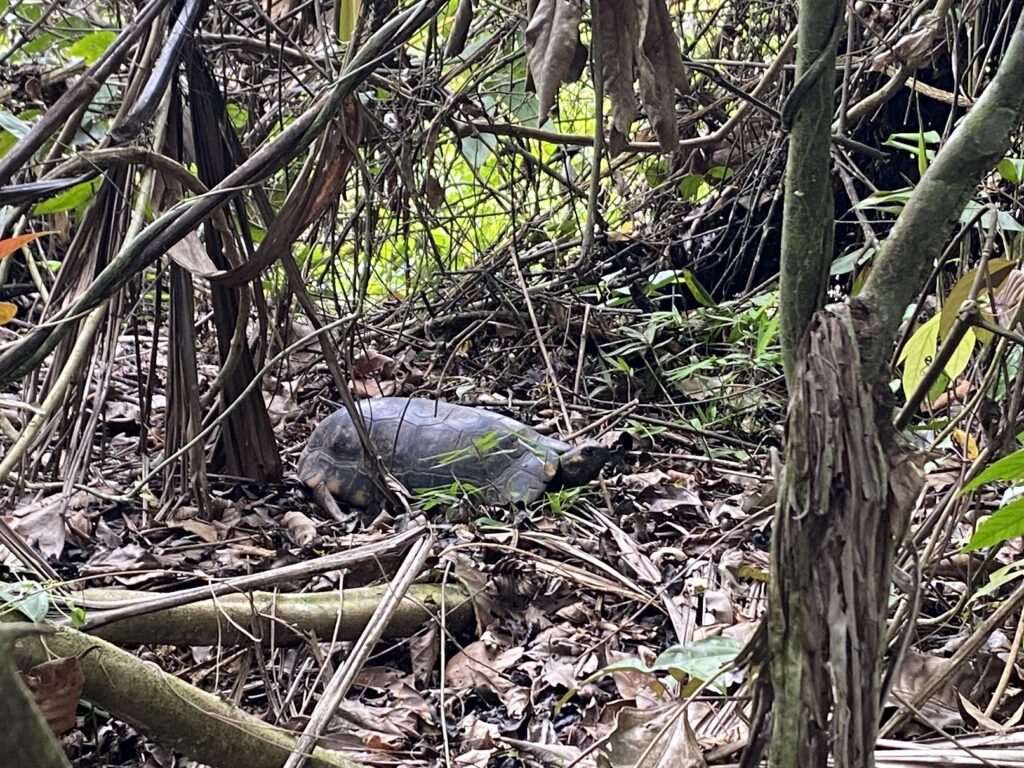 Tortoise in Yasuni National Park