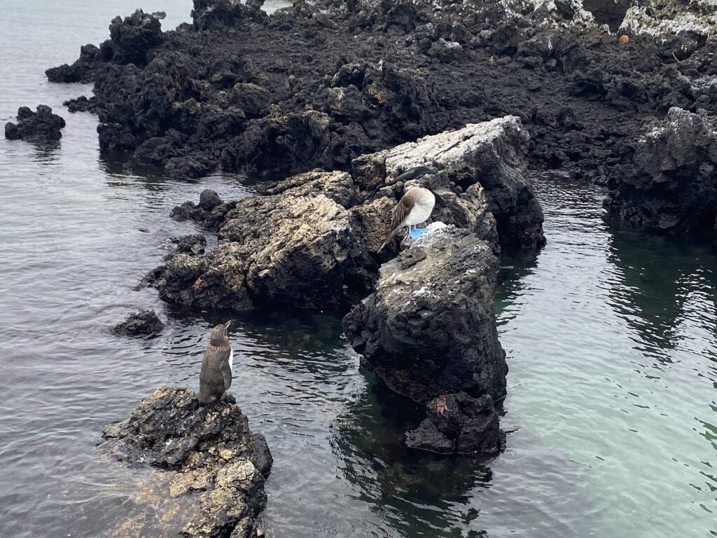 Ecuador Galapagos Isabela Las Tintoreras Tour 