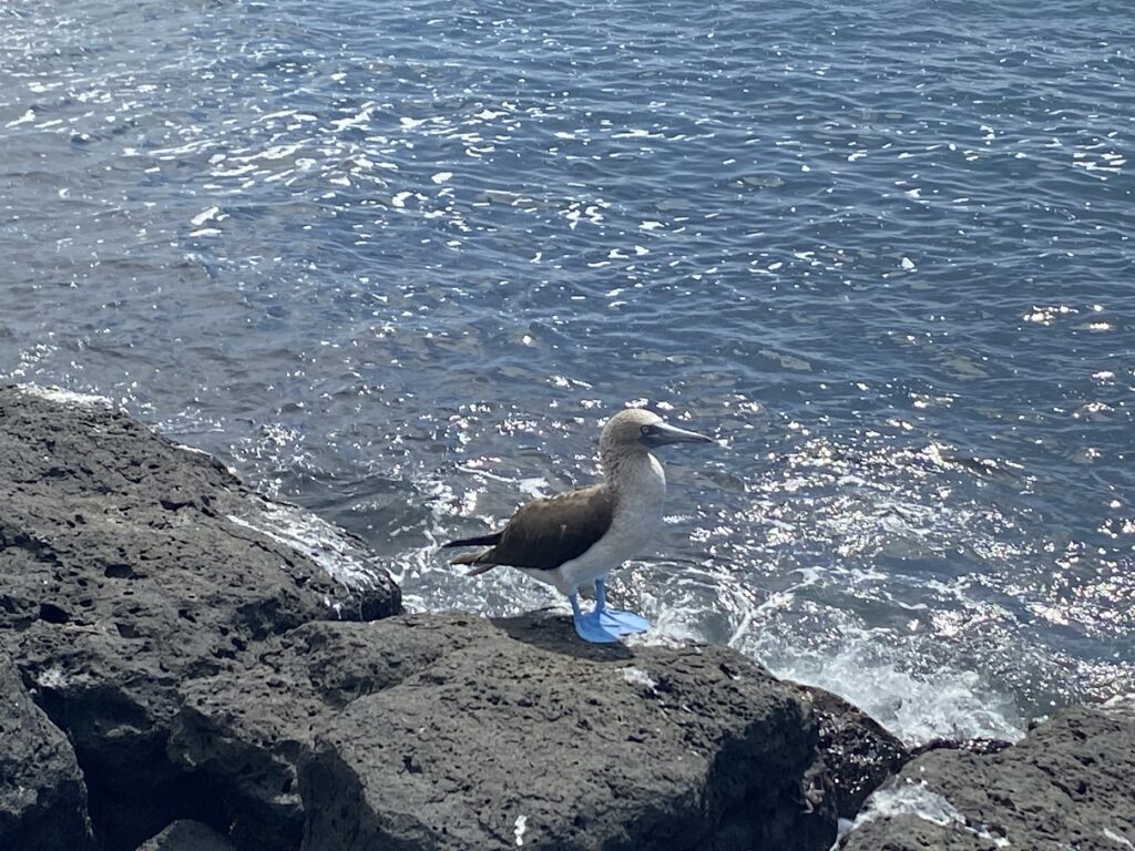 Ecuador Galapagos Santa Cruz Bay Tour Blue Footed Booby
