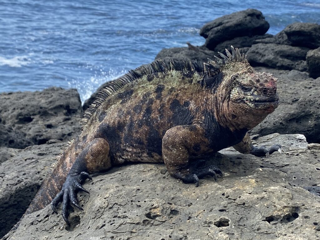 Ecuador Galapagos Santa Cruz Bay Tour Iguana