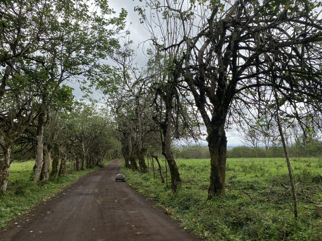 Ecuador Galapagos Santa Cruz El Chato Ranch