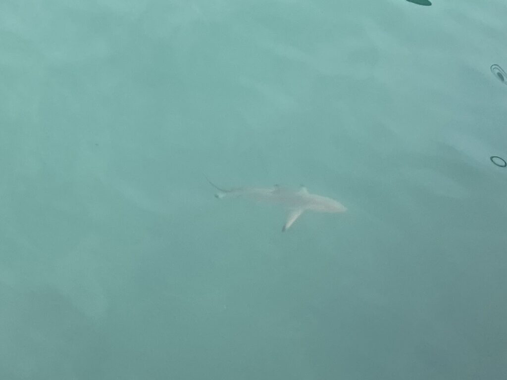 Santa Cruz Pier Galapagos