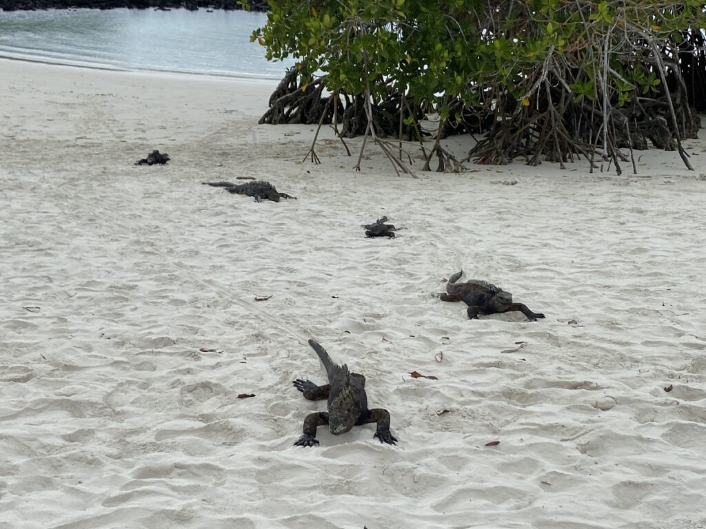 Ecuador Galapagos Santa Cruz Tortuga Bay Playa Brava