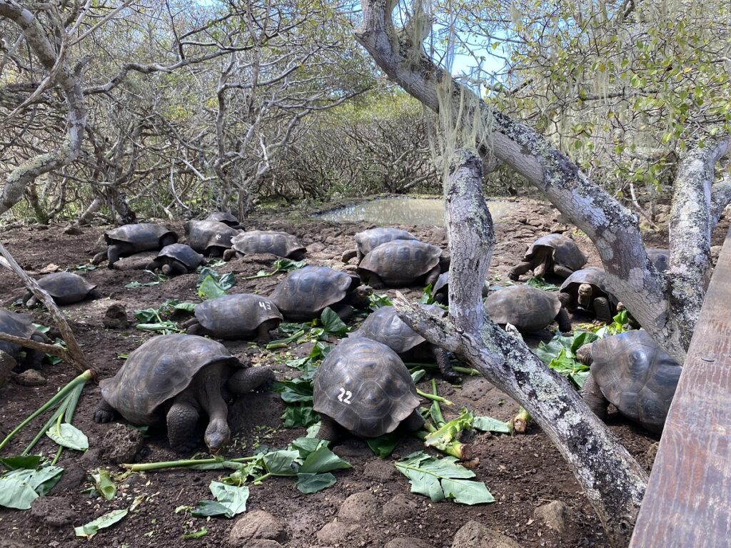 Ecuador San Cristobal La Galapaguera