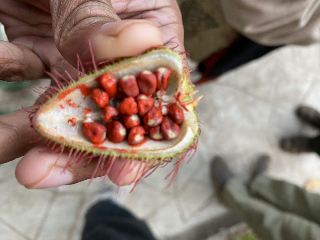 Sindoor tree at Kali Adventure Camp