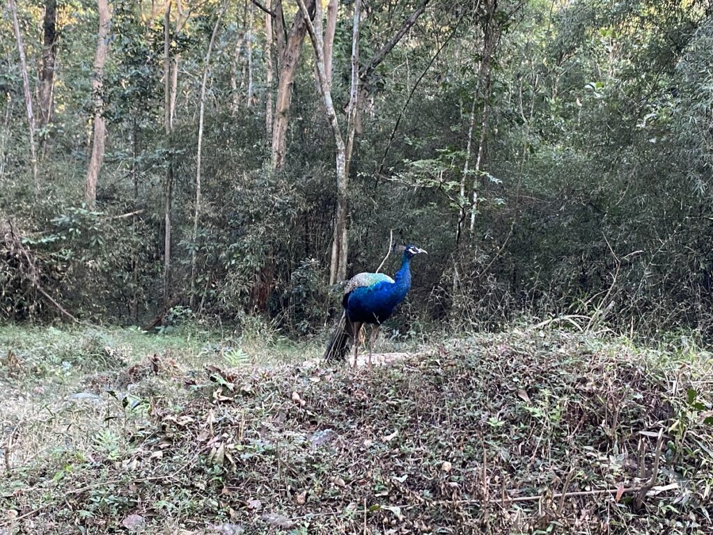Kali Tiger Reserve Peacock