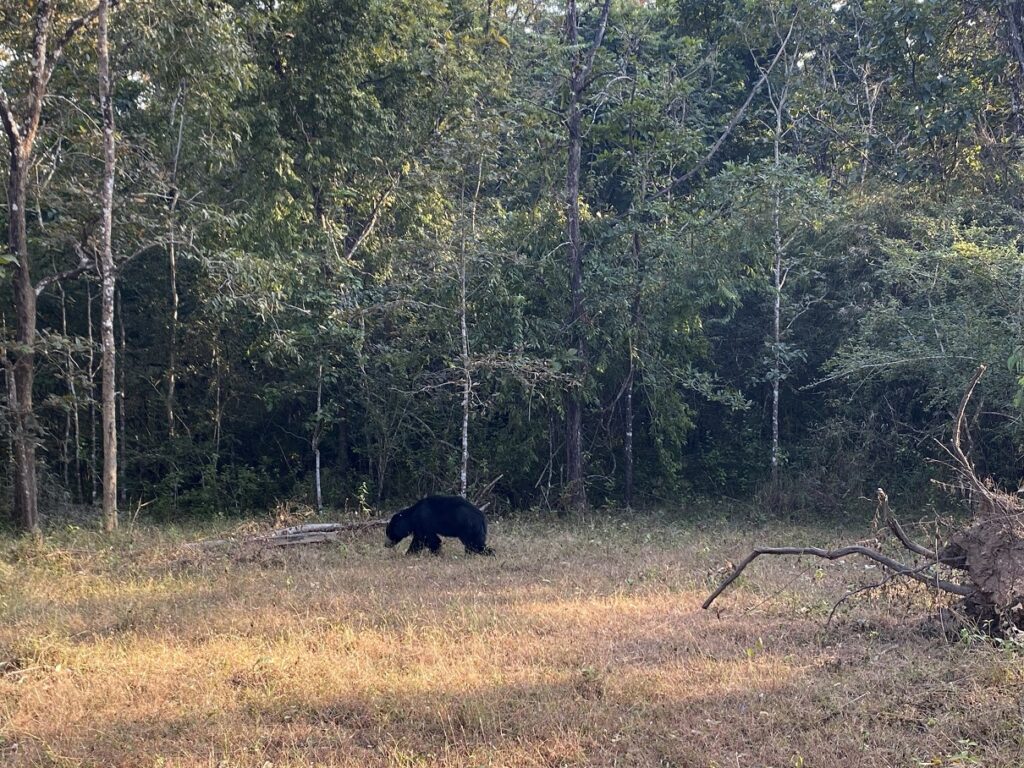 Kali Tiger Reserve Sloth Bear